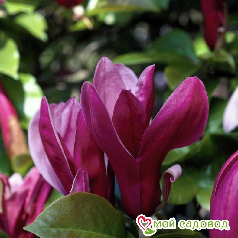 Магнолия лилиецветная Нигра