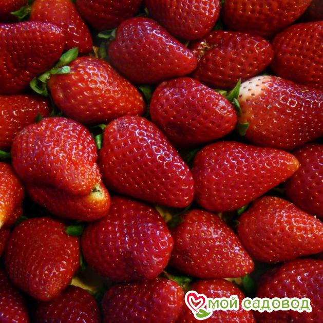 Клубника Эльсиноре