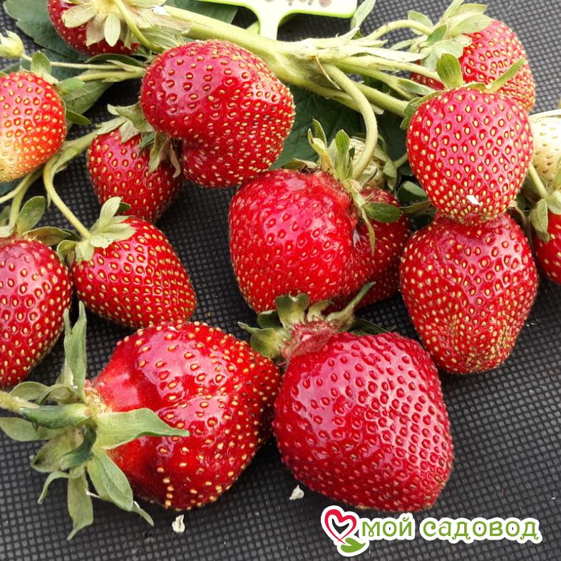 Клубника Фестивальная