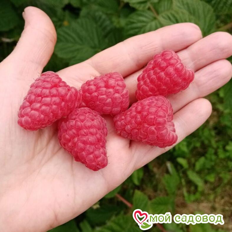 Малина Изобильная ЗКС