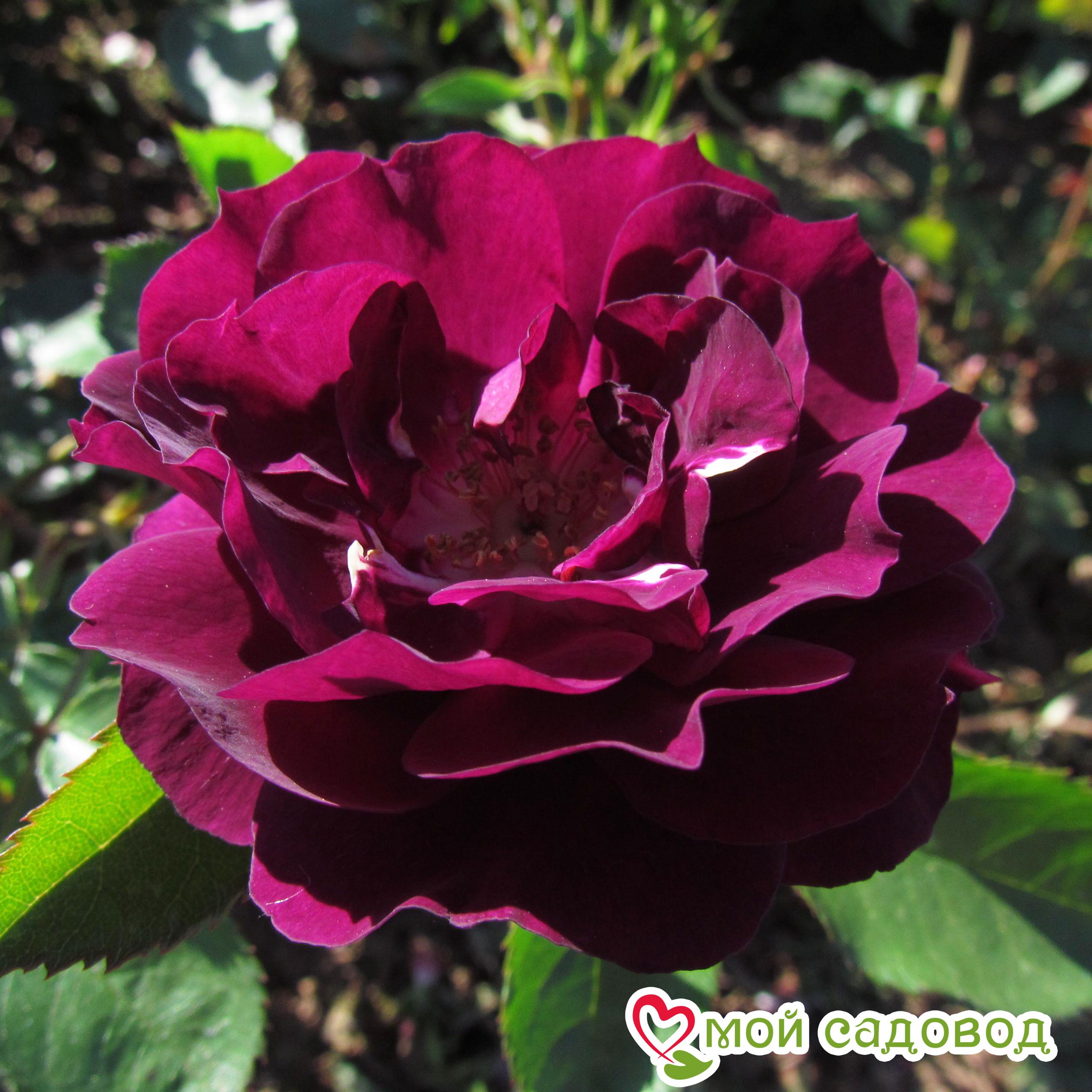 Роза Миднайт Блю