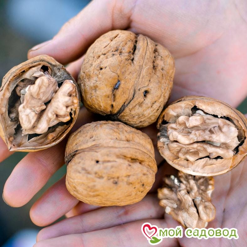 Орех Грецкий Астаховский