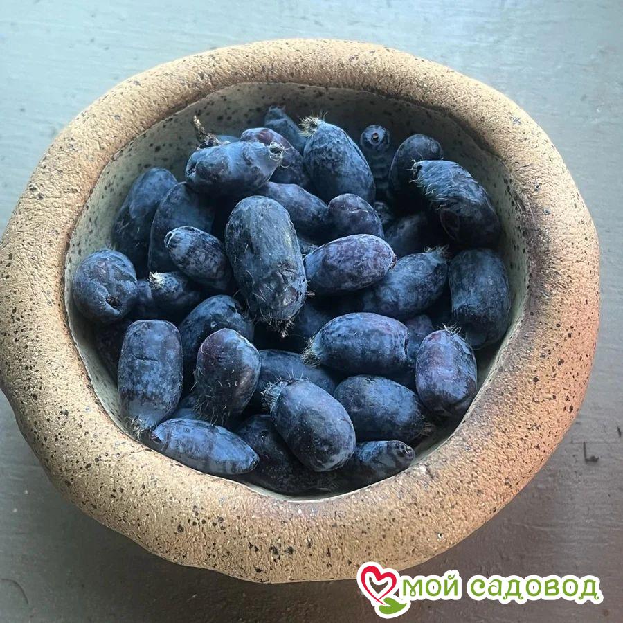 Жимолость Голубое Веретено