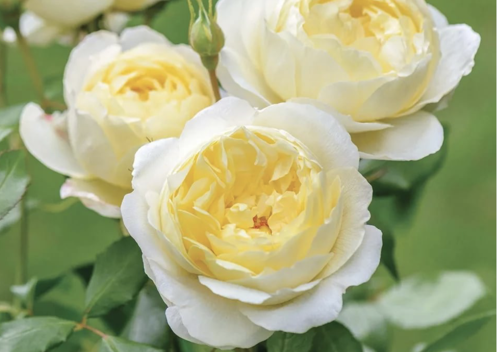 Роза Ванесса Белл