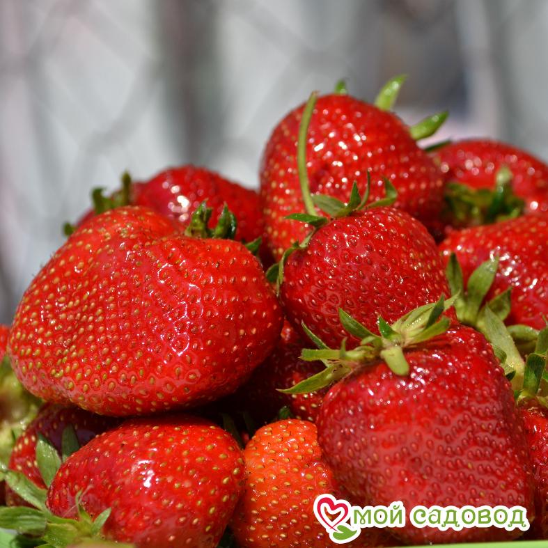 Клубника (крупноплодная) Кент