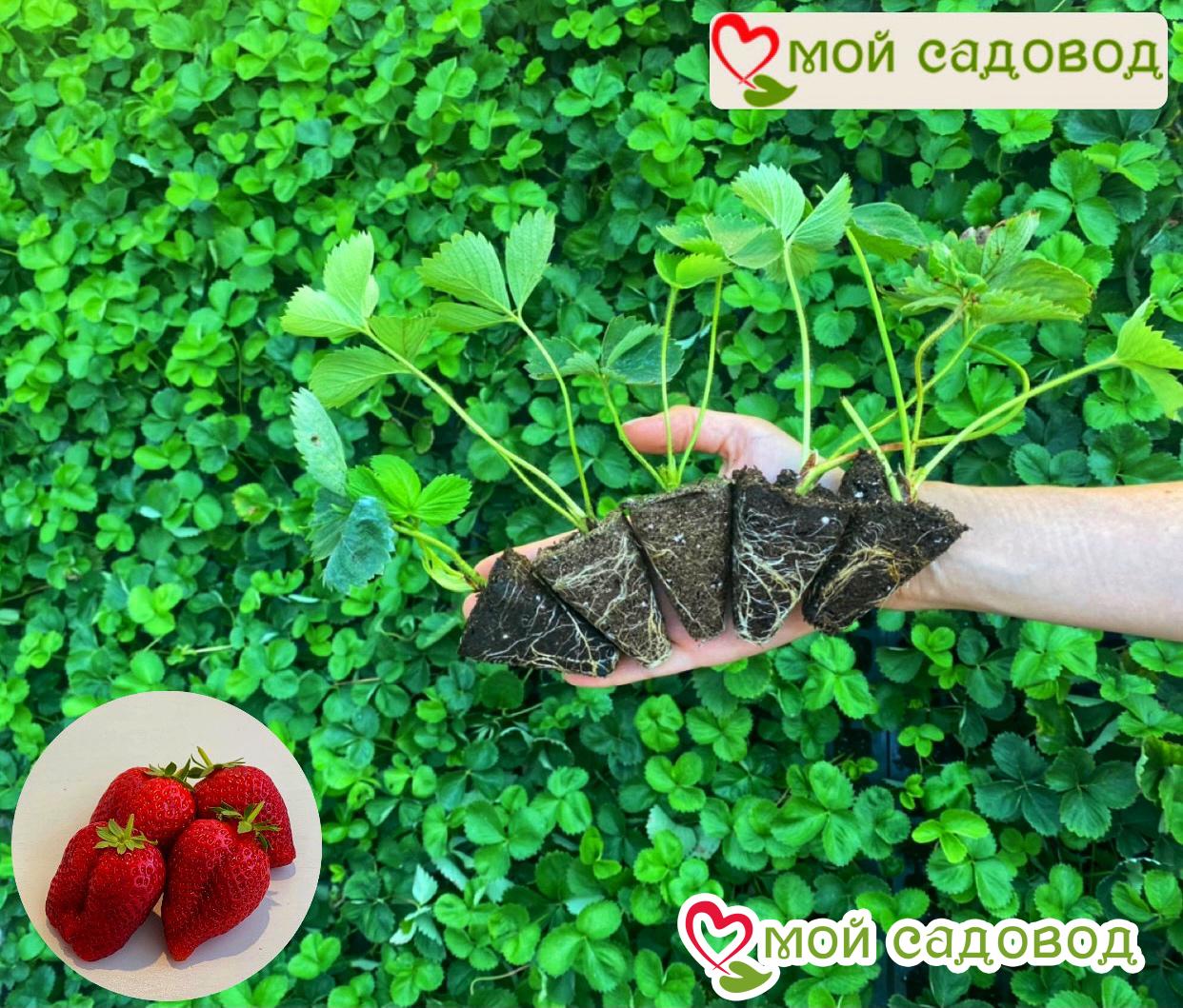 Клубника (ампельная для подоконника) Сладкая Тайна